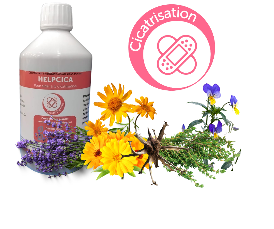Helpcica