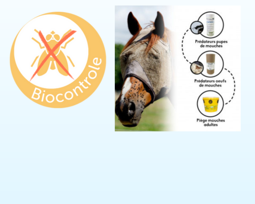 Biocontrole Mouches