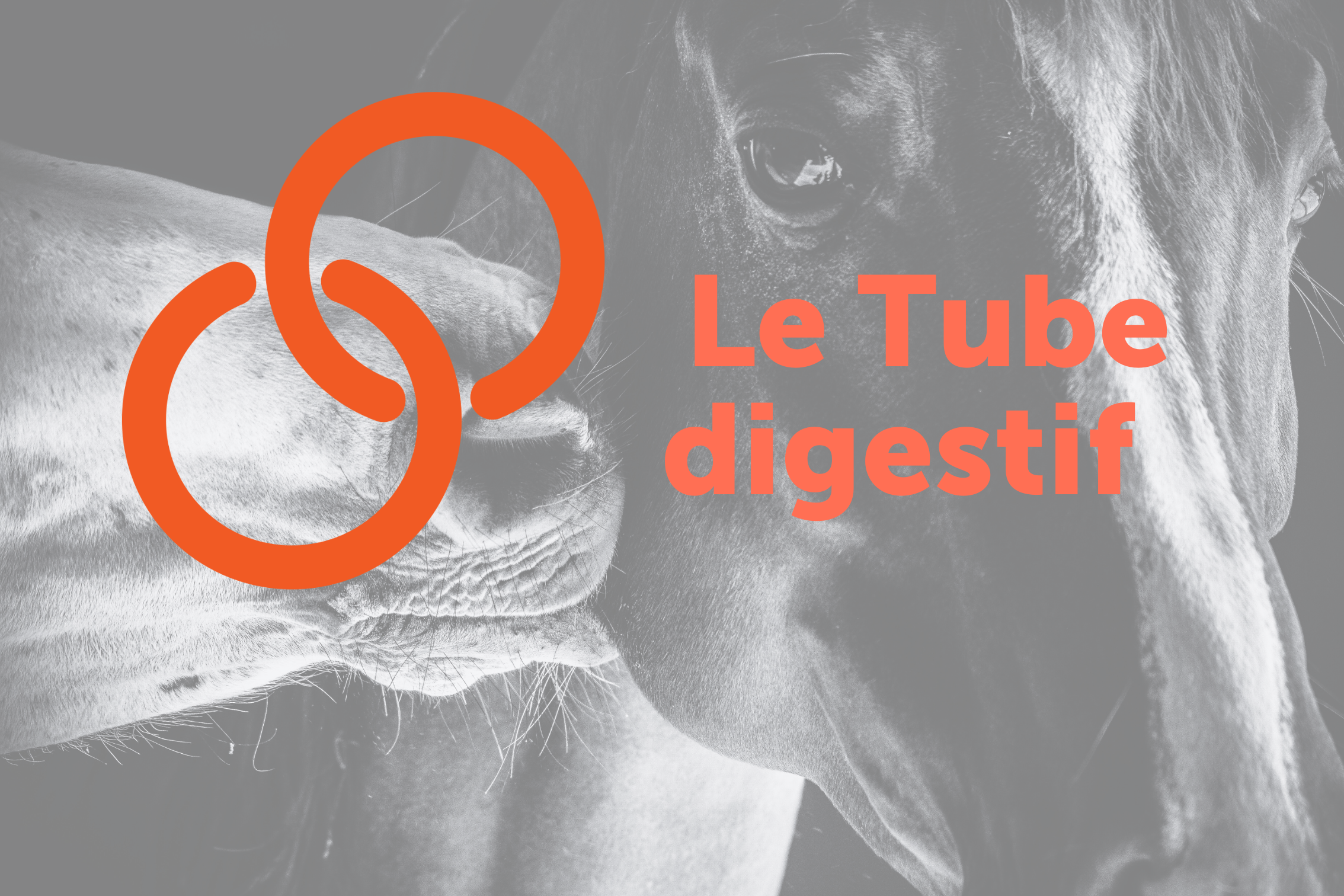Le Tube digestif